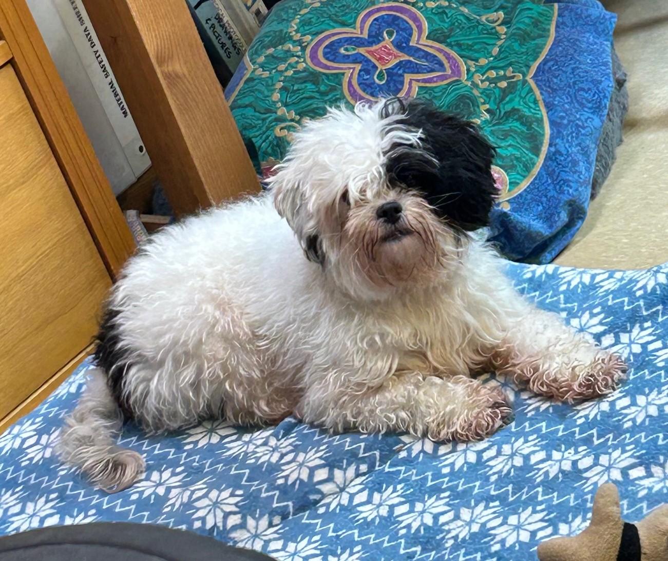 Enlarge Daisy, a ADOPTABLE mixed breed in Ashland, VA image 2/5