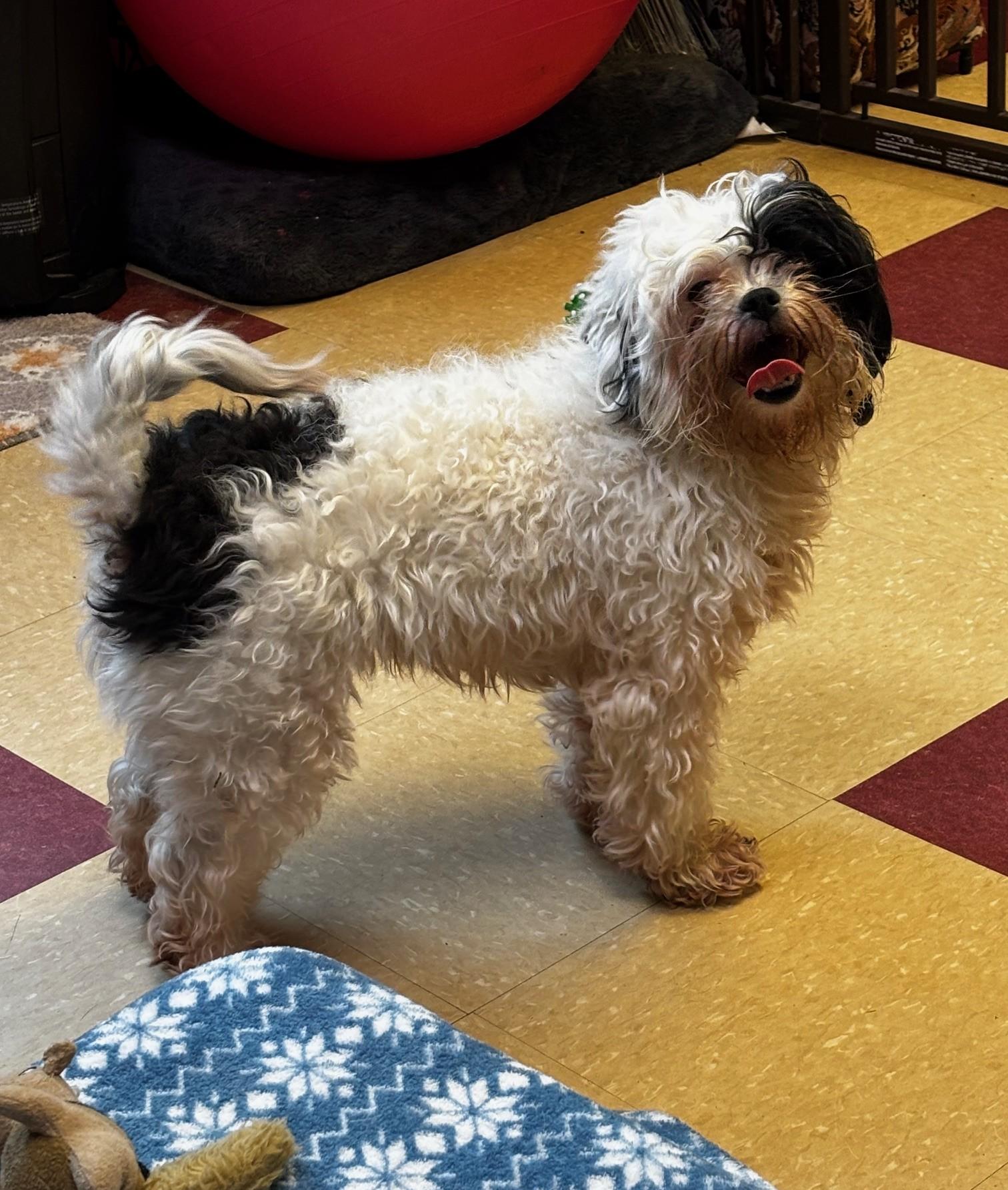 Enlarge Daisy, a ADOPTABLE mixed breed in Ashland, VA image 3/5