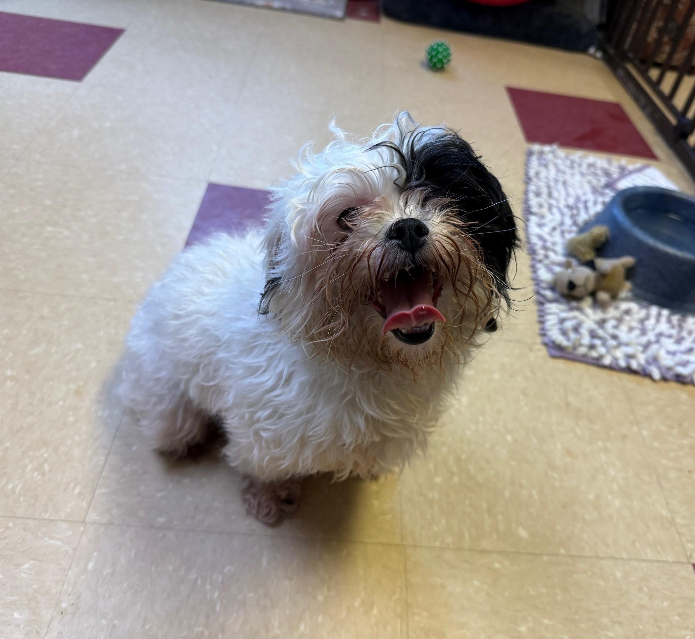 Enlarge Daisy, a ADOPTABLE mixed breed in Ashland, VA image 4/5