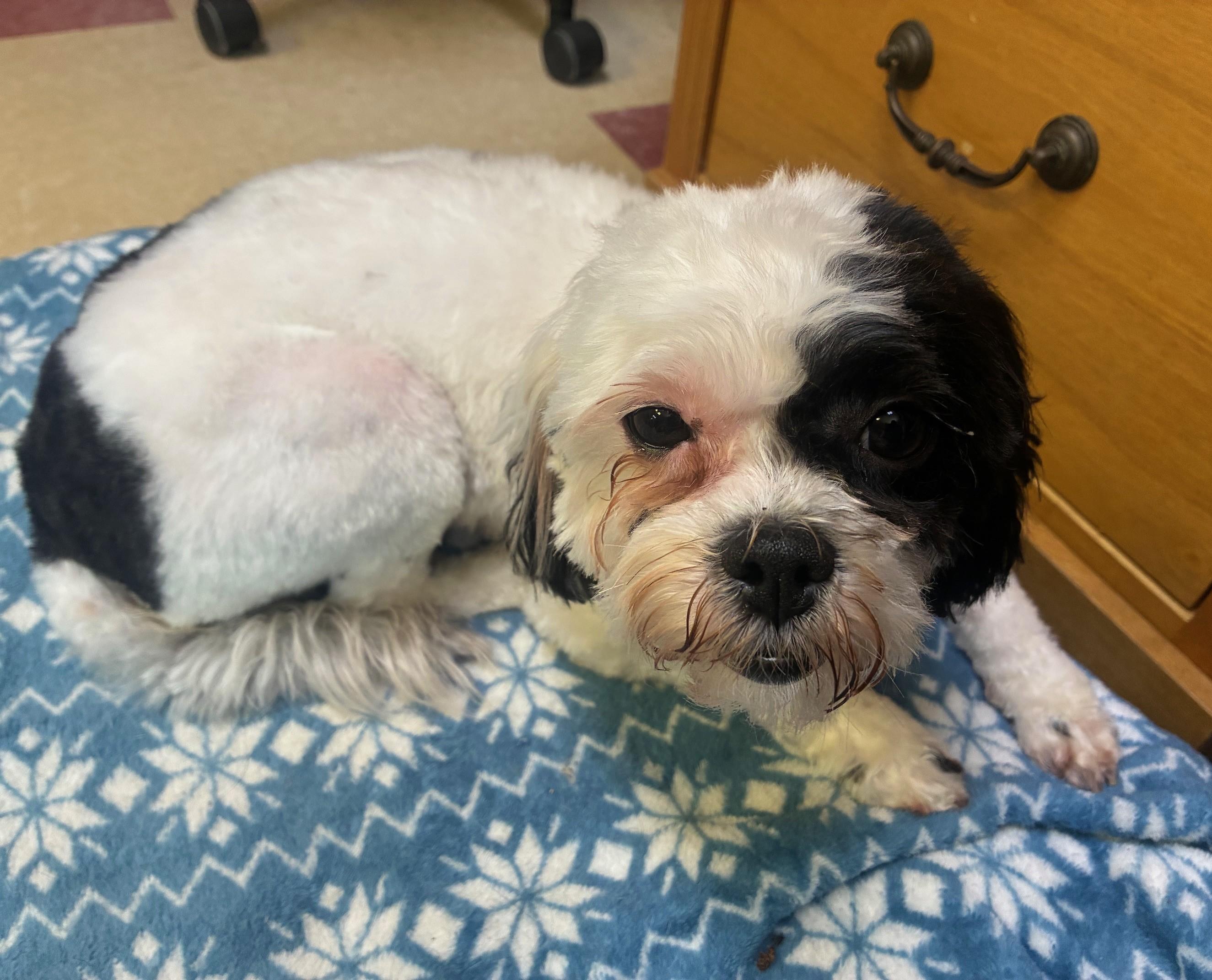 Daisy, ADOPTABLE, Adult Female Shih Tzu & Bichon Frise.