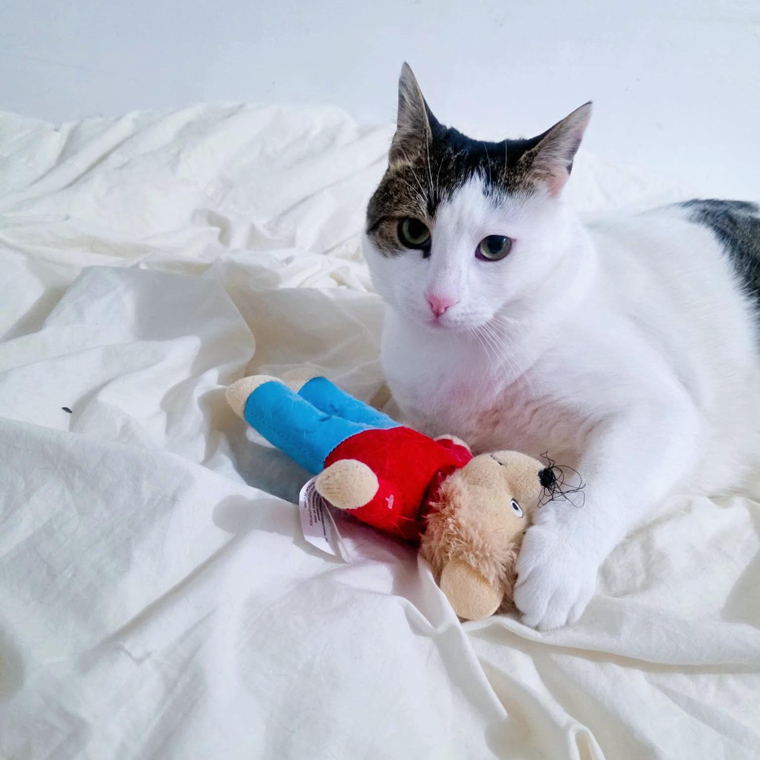 Enlarge Pancho, an adopted Domestic Short Hair in Forest Hills, NY image 4/6