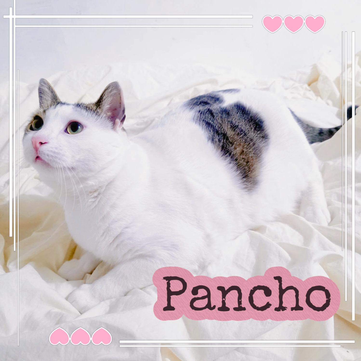 Pancho, adopted, Young Male Domestic Short Hair.
