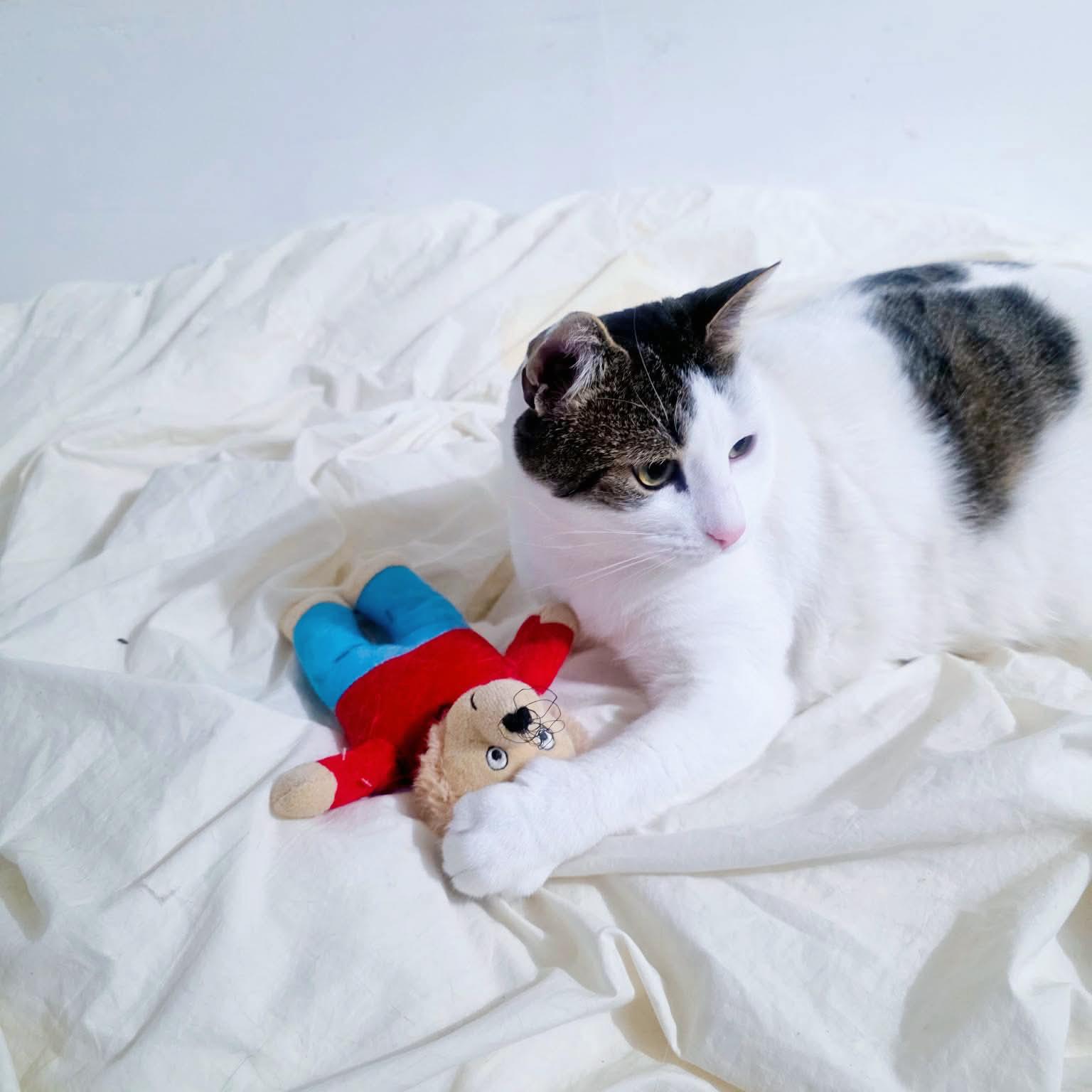 Enlarge Pancho, an adopted Domestic Short Hair in Forest Hills, NY image 6/6