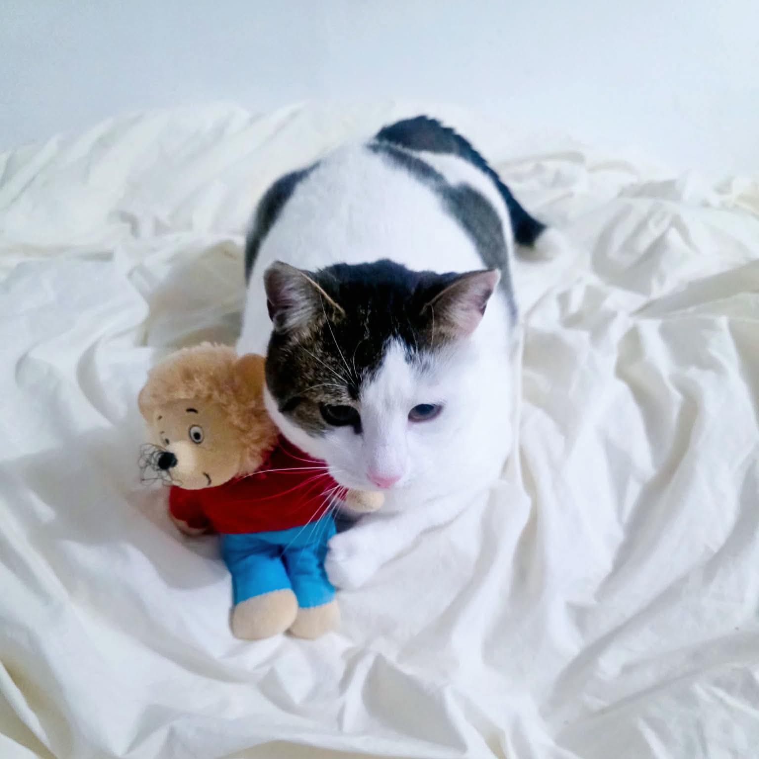 Enlarge Pancho, an adopted Domestic Short Hair in Forest Hills, NY image 5/6