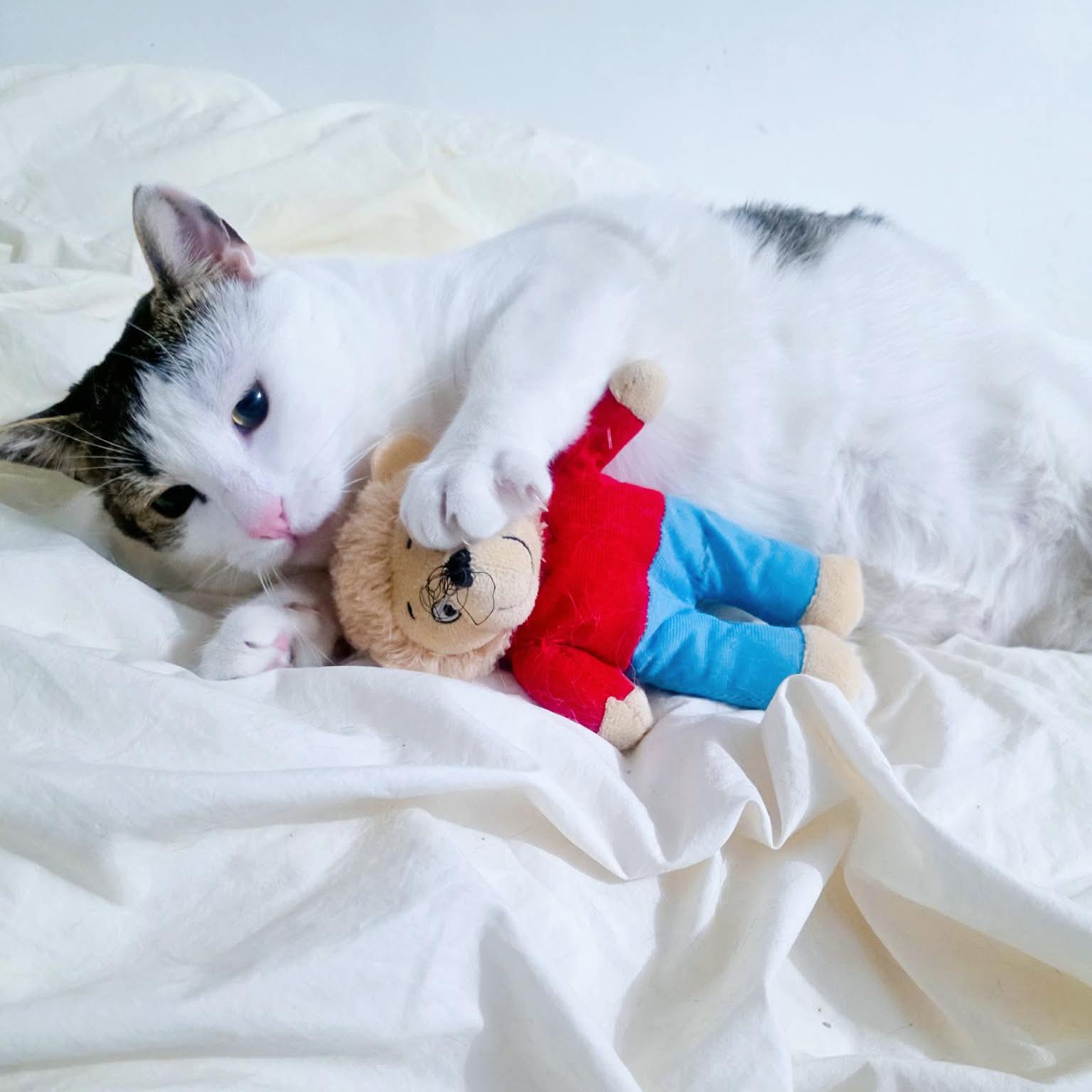 Enlarge Pancho, an adopted Domestic Short Hair in Forest Hills, NY image 3/6