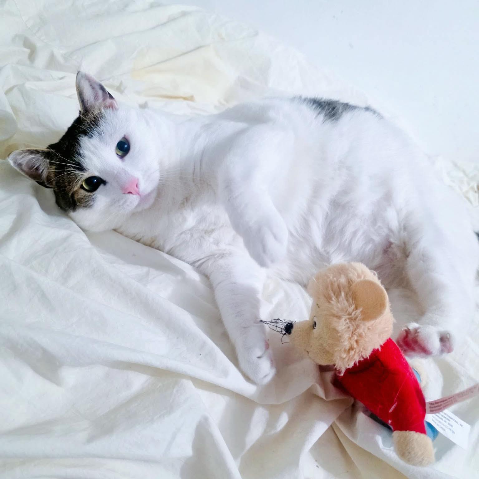 Enlarge Pancho, an adopted Domestic Short Hair in Forest Hills, NY image 2/6