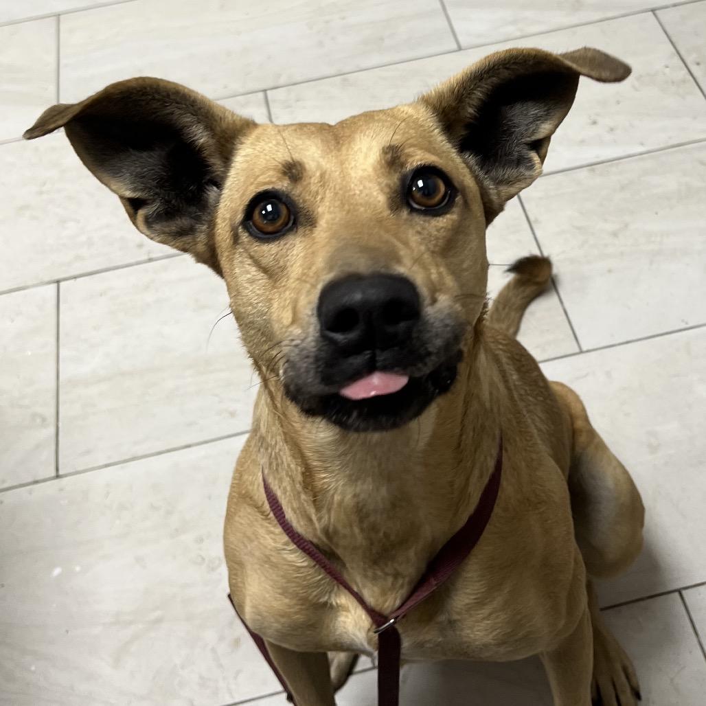 Enlarge Ruka, a Adoptable Black Mouth Cur in Lufkin, TX image 1/4