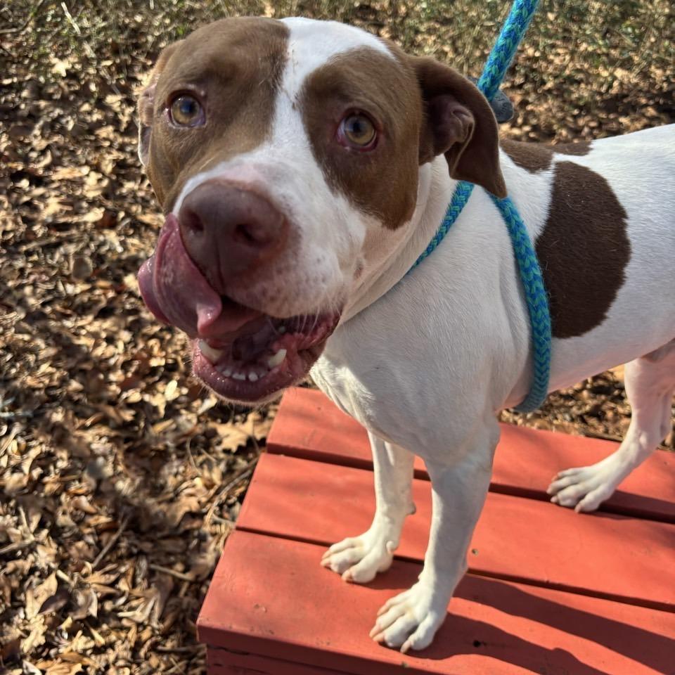 Sunshine Ace, Adoptable, Adult Male Terrier & Pit Bull Terrier.