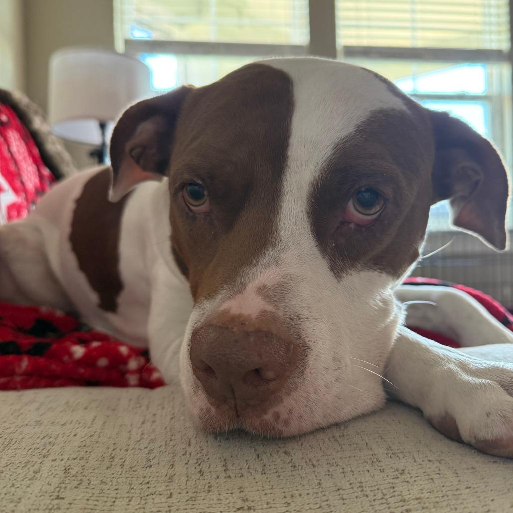 Enlarge Sunshine Ace, a Adoptable mixed breed in Chattanooga, TN image 2/6