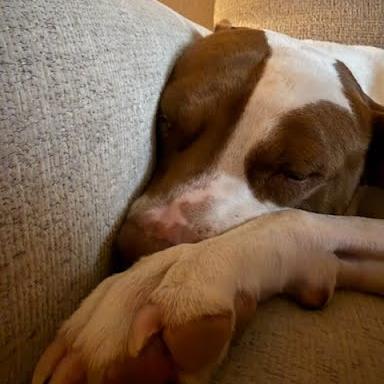 Sunshine Ace, a Adoptable mixed breed in Chattanooga, TN image 2/6