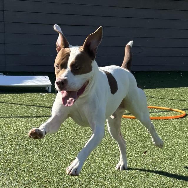 Sunshine Ace, a Adoptable mixed breed in Chattanooga, TN image 3/6