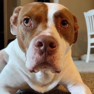 Sunshine Ace, a Adoptable mixed breed in Chattanooga, TN image 4/6