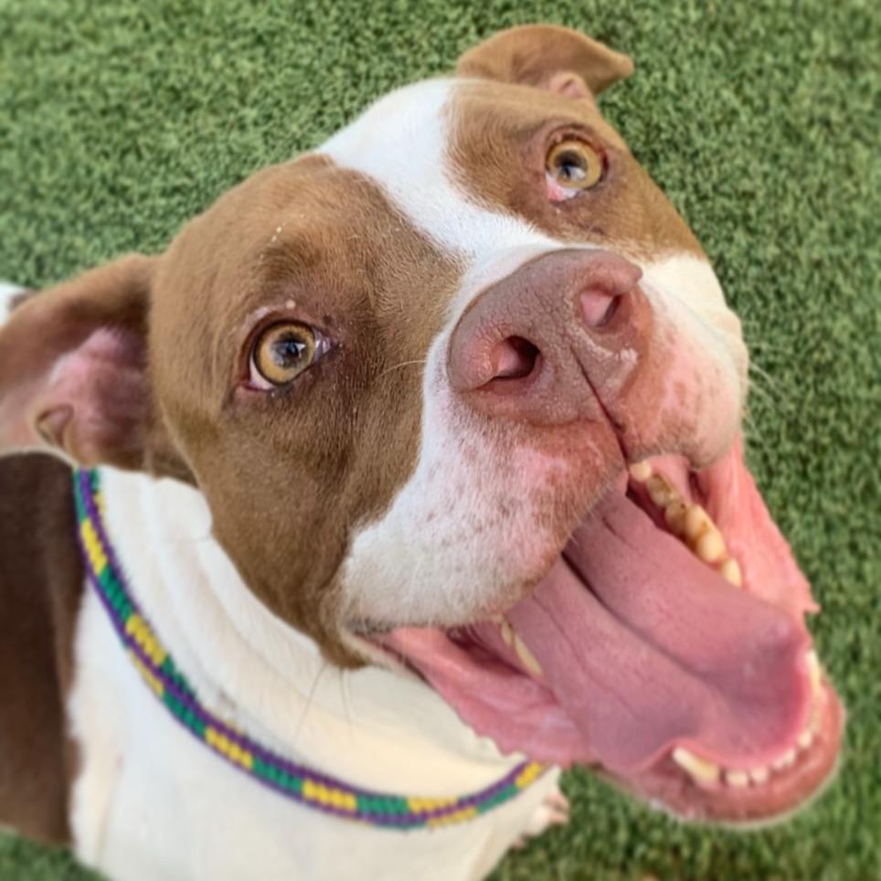 Sunshine Ace, a Adoptable mixed breed in Chattanooga, TN image 5/6