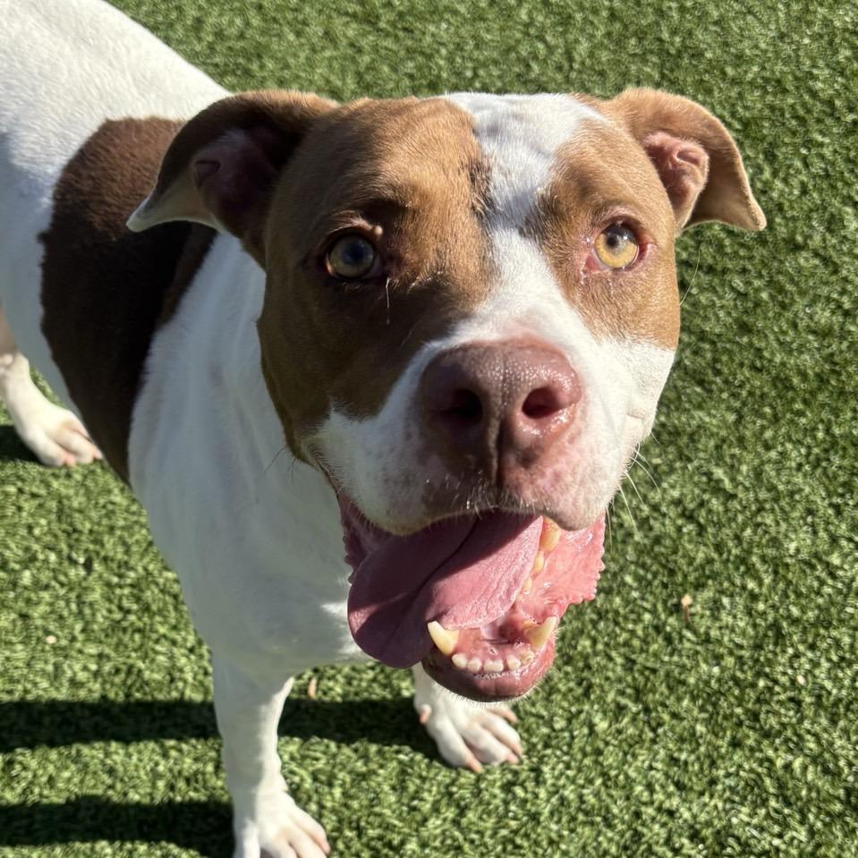 Sunshine Ace, a Adoptable mixed breed in Chattanooga, TN image 6/6