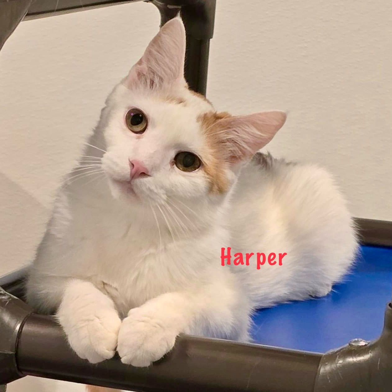 Enlarge Harper II, an adoptable Domestic Medium Hair in Palatine, IL image 1/5