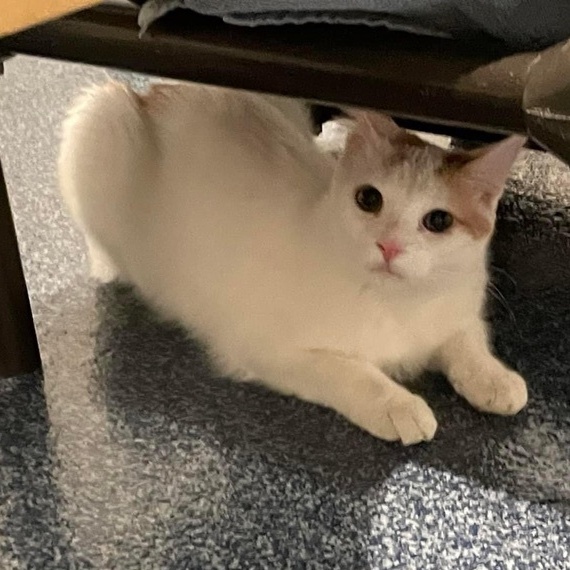 Enlarge Harper II, an adoptable Domestic Medium Hair in Palatine, IL image 5/5