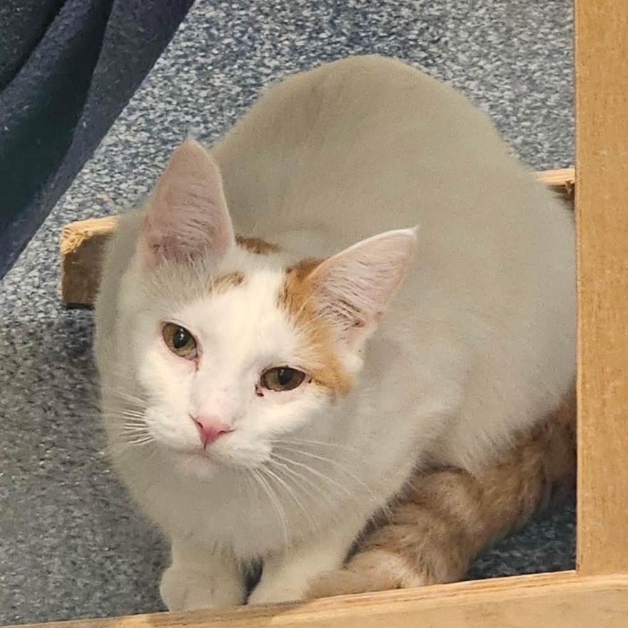 Enlarge Harper II, an adoptable Domestic Medium Hair in Palatine, IL image 3/5