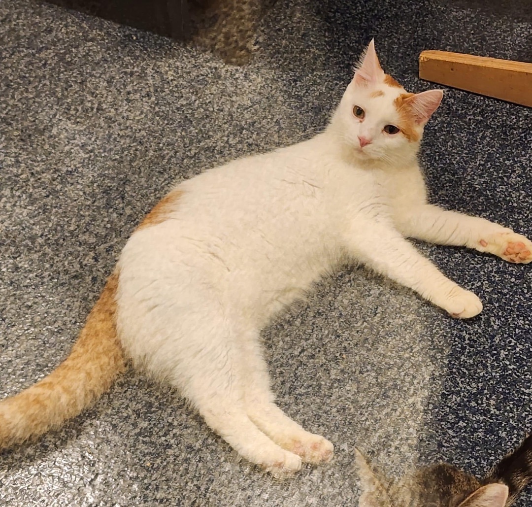 Enlarge Harper II, an adoptable Domestic Medium Hair in Palatine, IL image 4/5