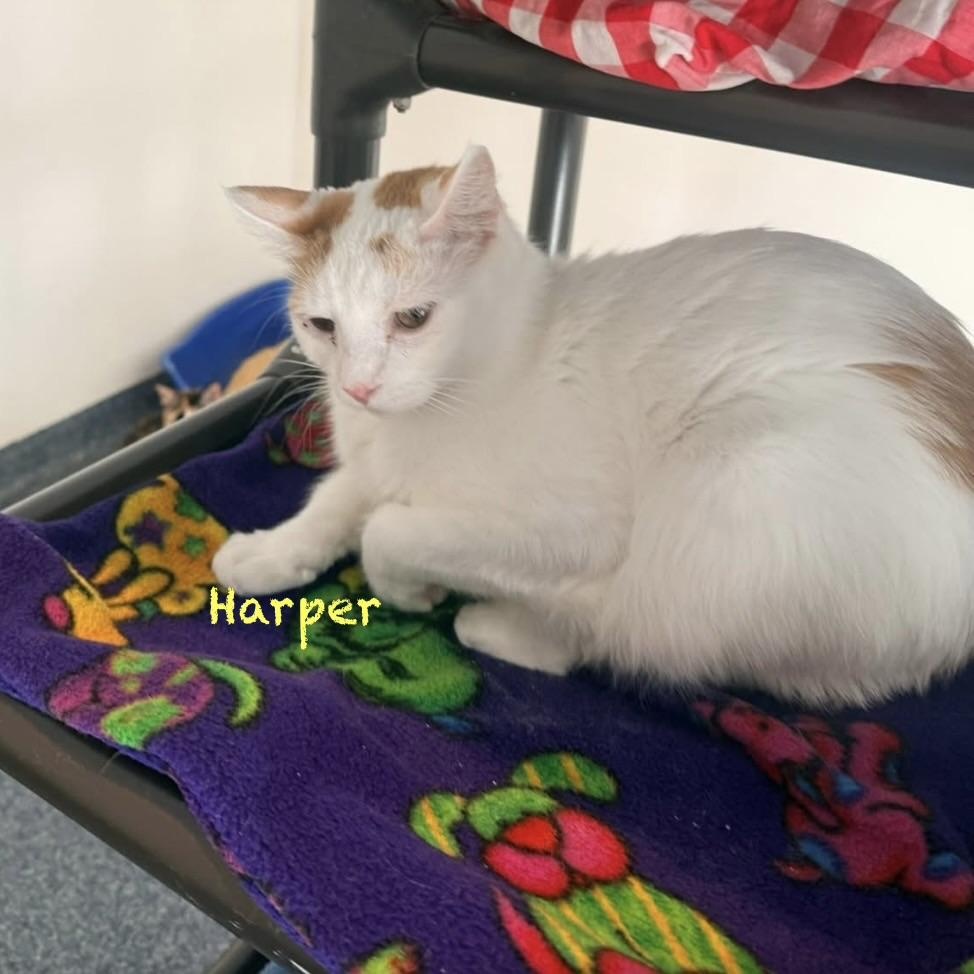 Enlarge Harper II, an adoptable Domestic Medium Hair in Palatine, IL image 2/5