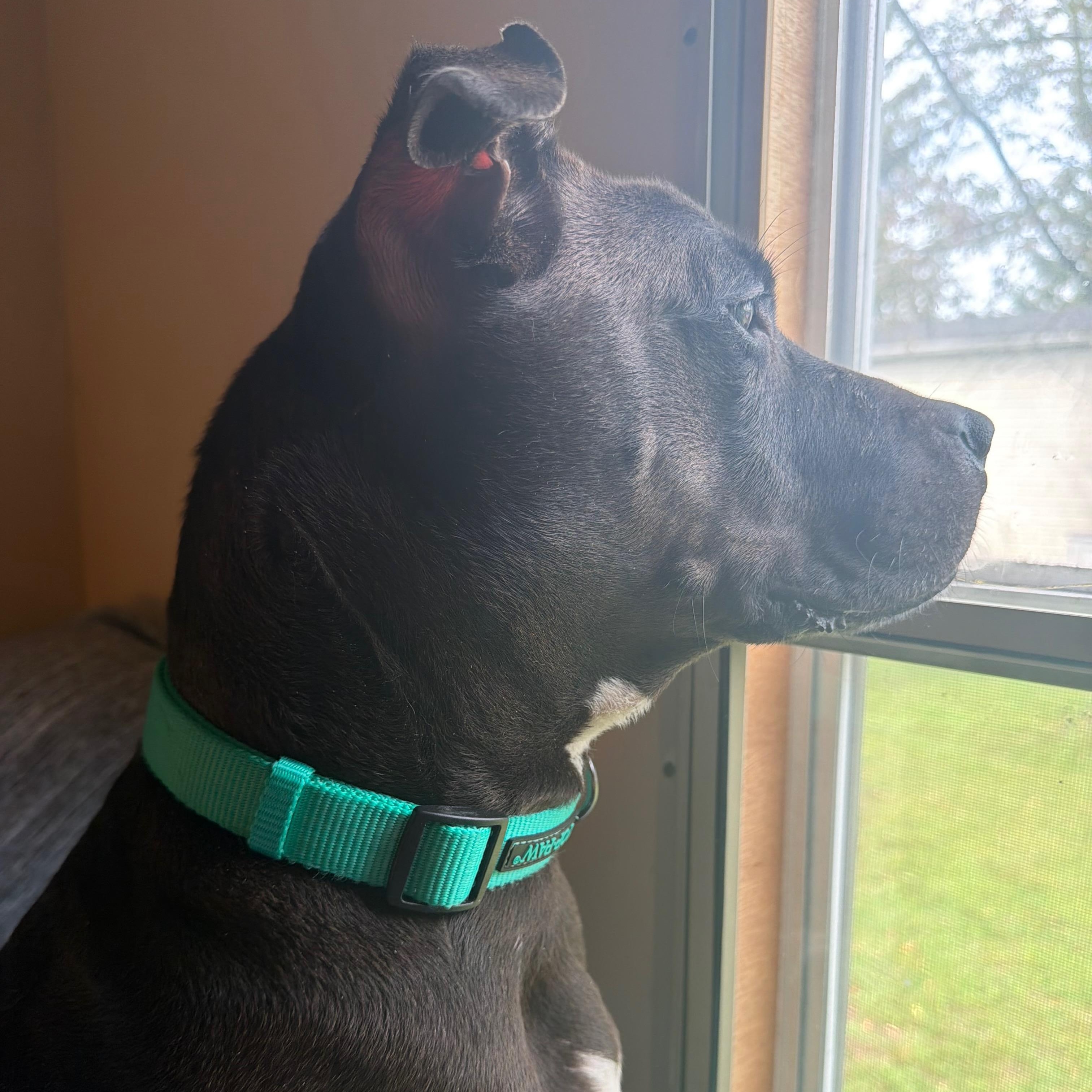 Enlarge Valencia, a Adoptable mixed breed in Manassas, VA image 2/3