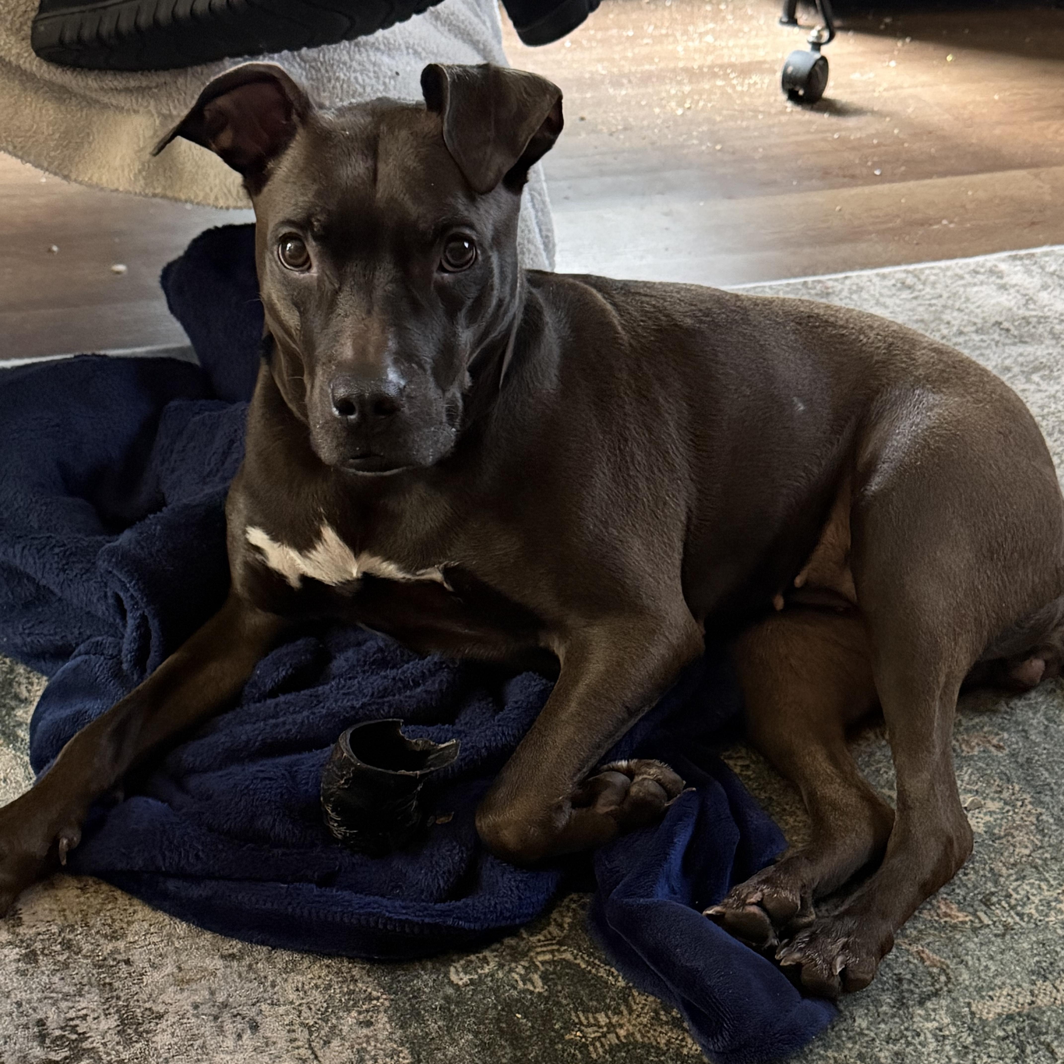 Enlarge Valencia, a Adoptable mixed breed in Manassas, VA image 1/3