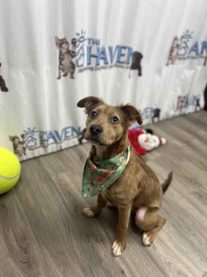 Josie, Adoptable, Puppy Female Australian Shepherd & Mixed Breed.
