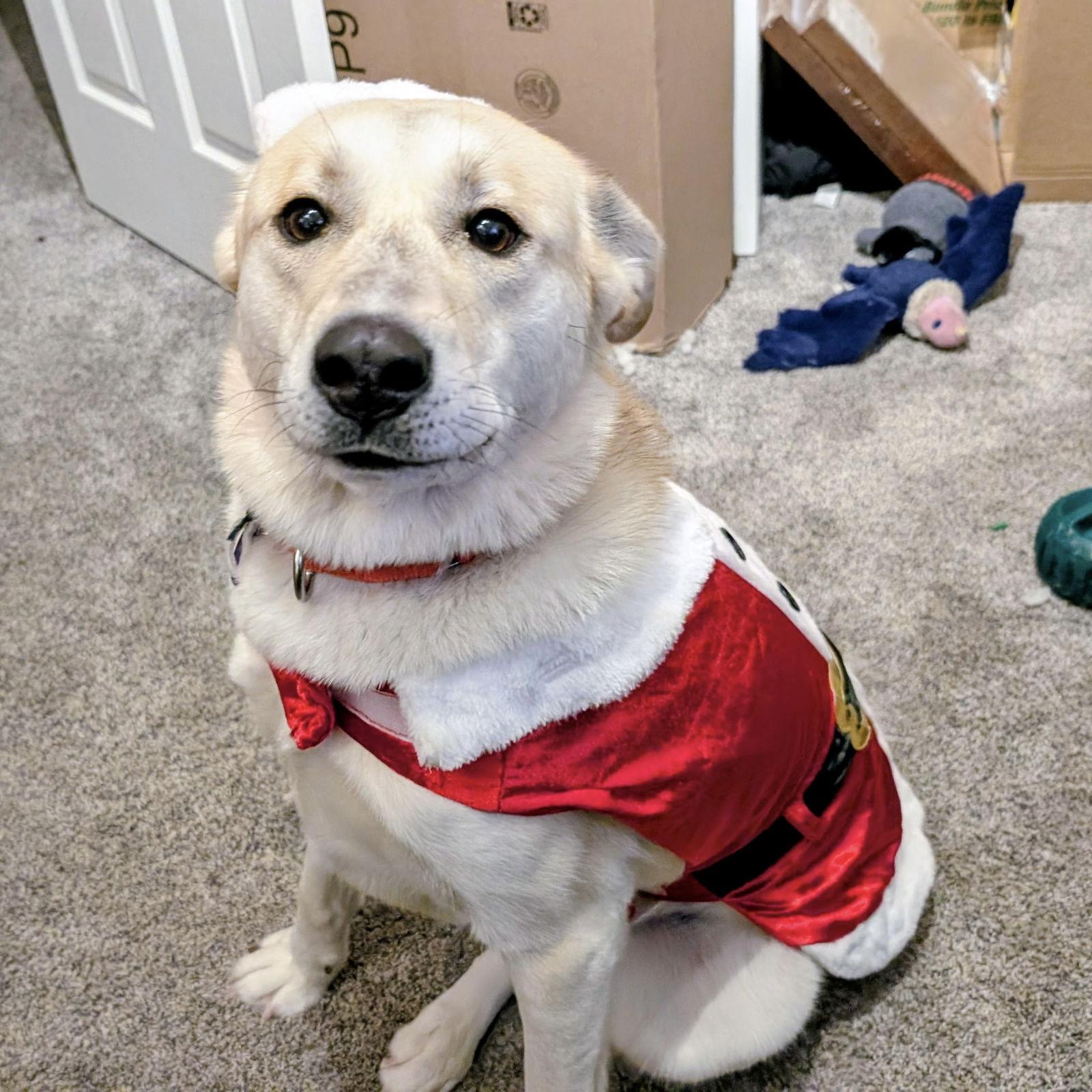 Dinga, Adoptable, Adult Female Husky.