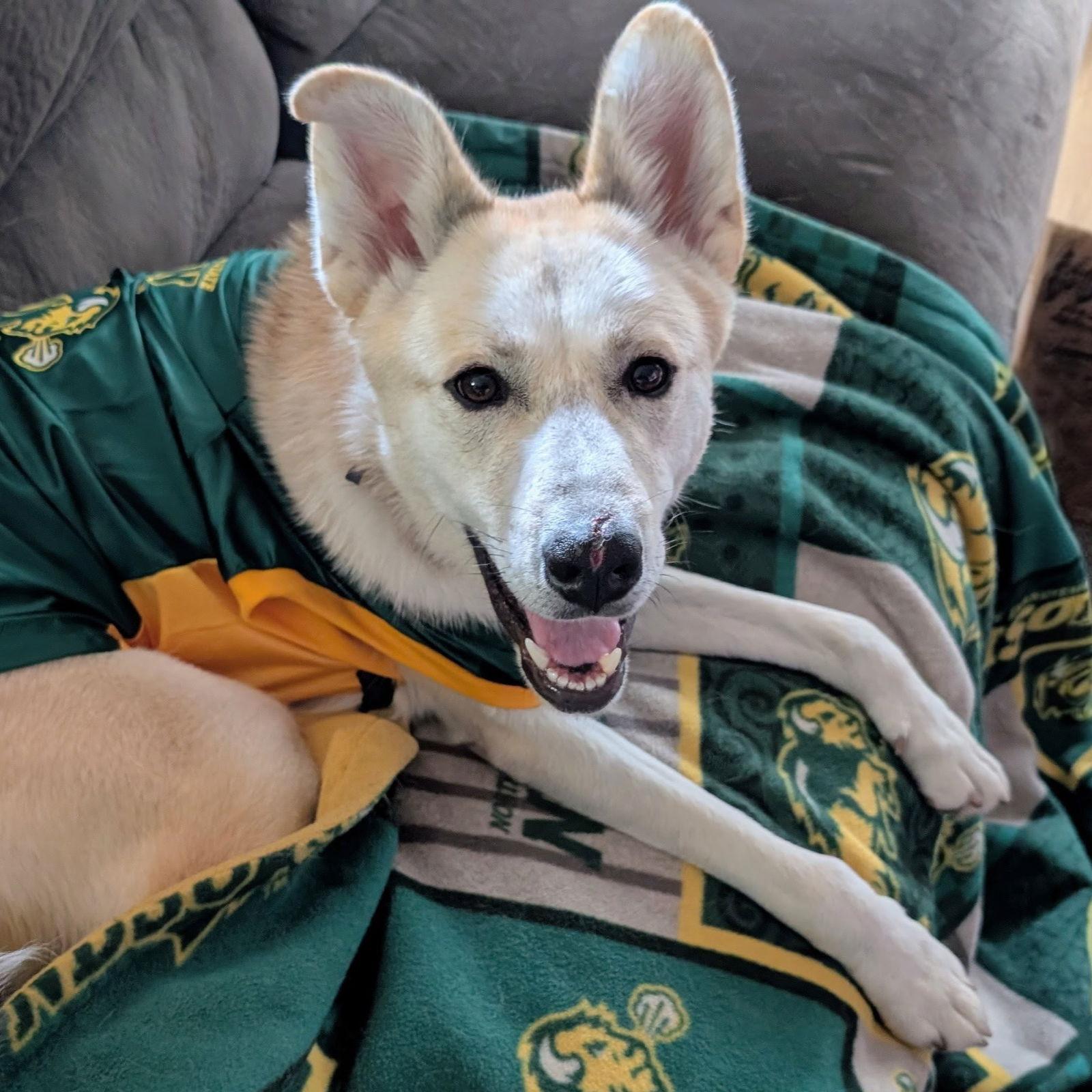 Dinga, Adoptable, Adult Female Husky.