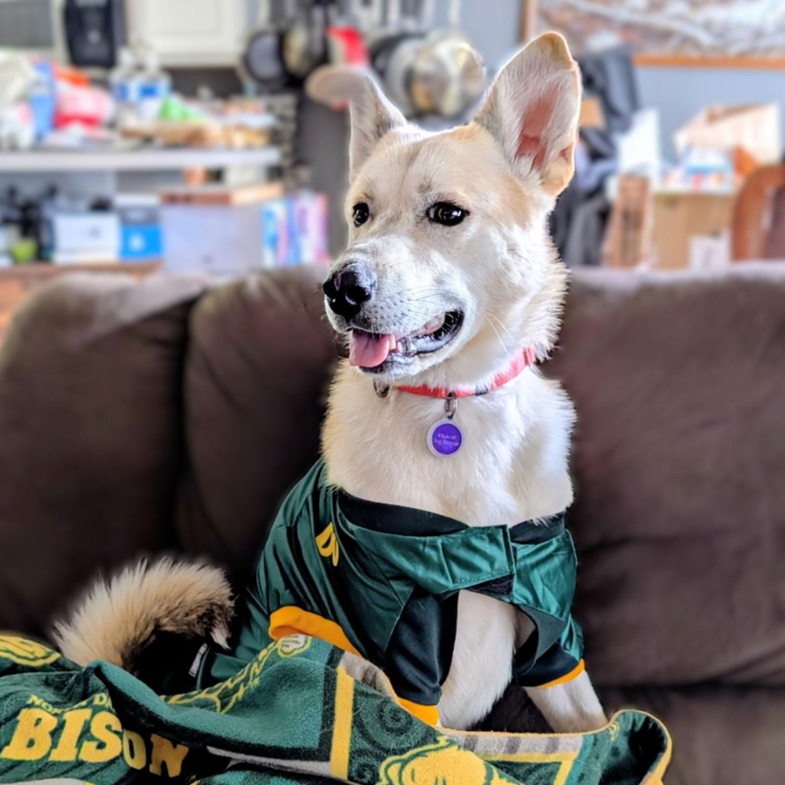 Dinga, a Adoptable Husky in Fargo, ND image 2/3