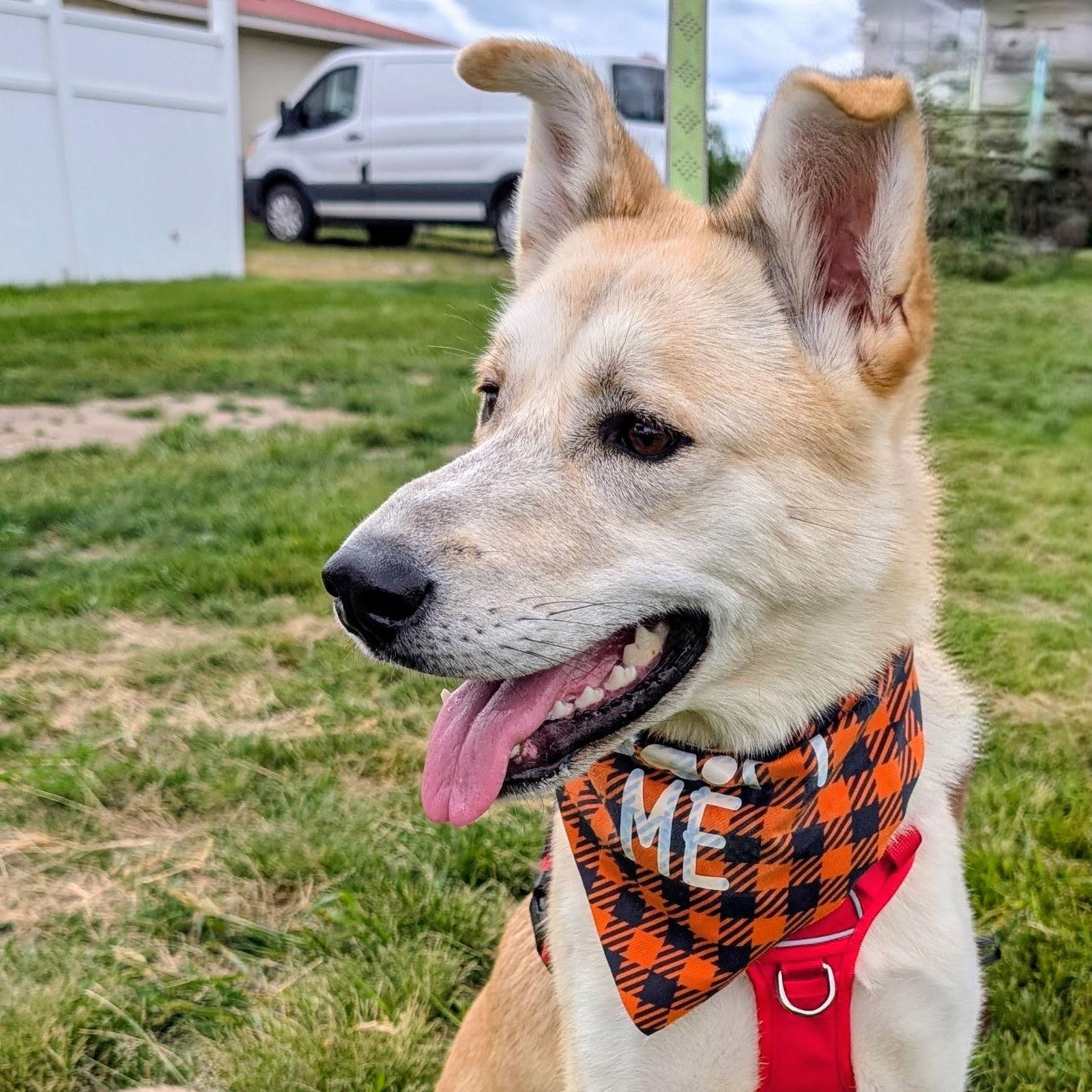 Dinga, a Adoptable Husky in Fargo, ND image 3/3