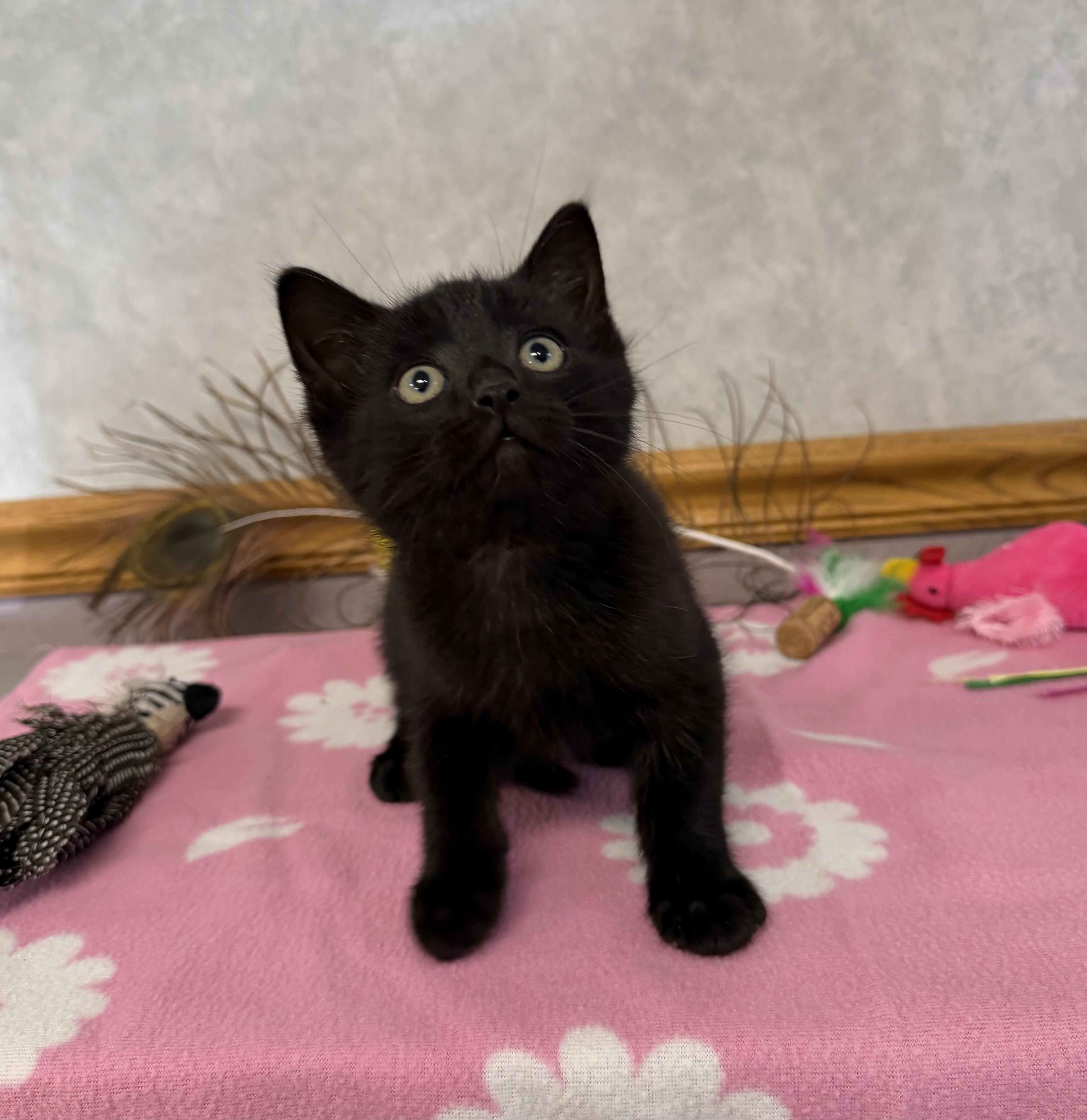 Bluebird, ADOPTABLE, Kitten Male Domestic Short Hair.