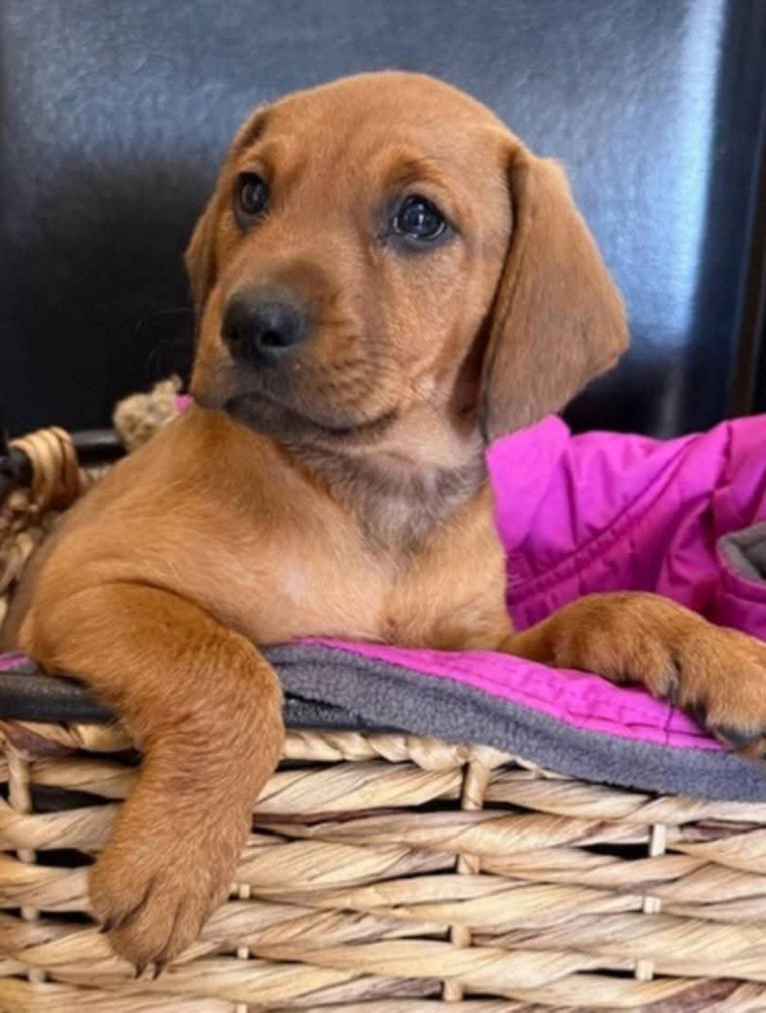 Lindsey, Adoptable, Puppy Female Doberman Pinscher.