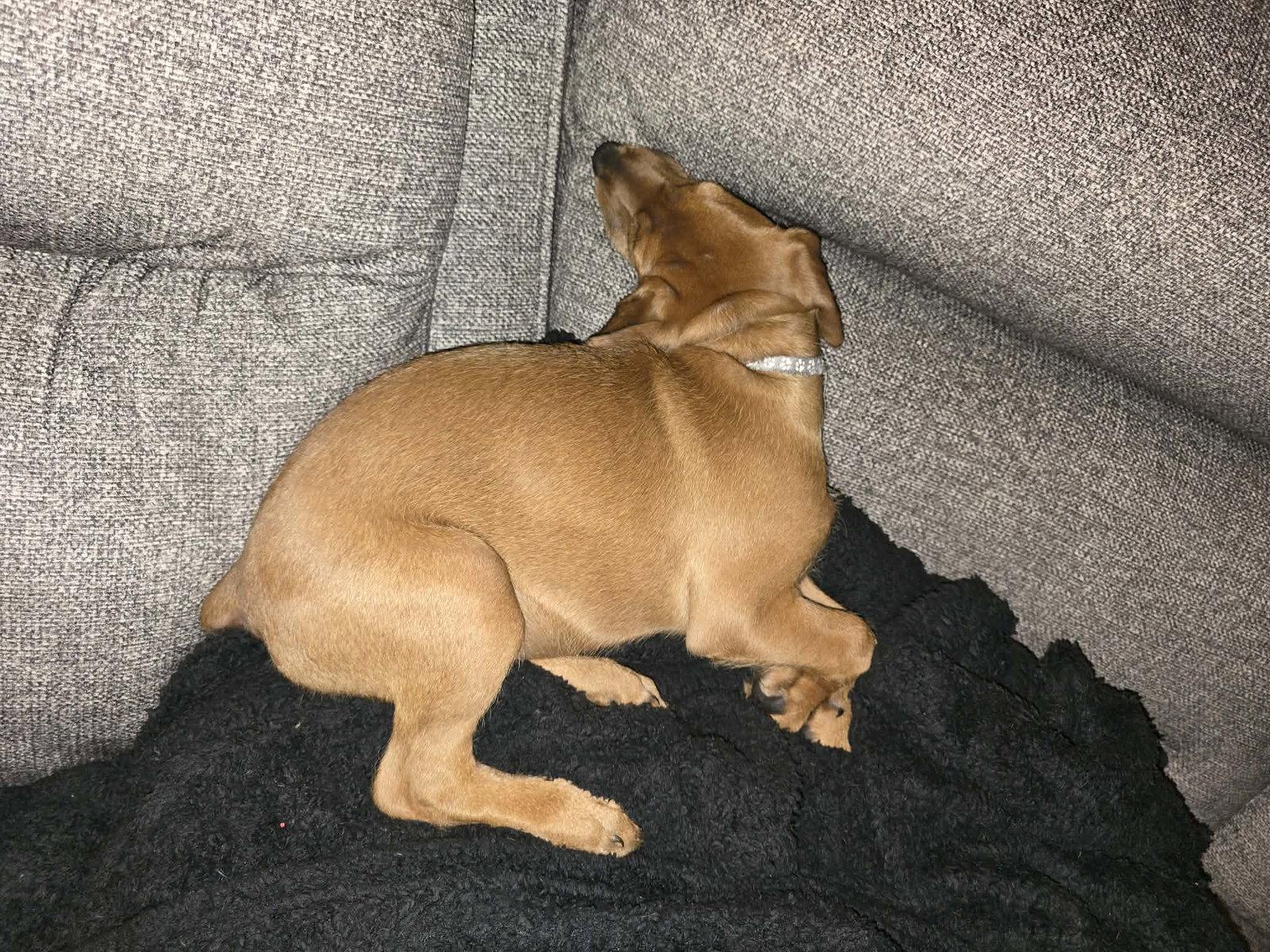 Lindsey, Adoptable, Puppy Female Dachshund & Doberman Pinscher.