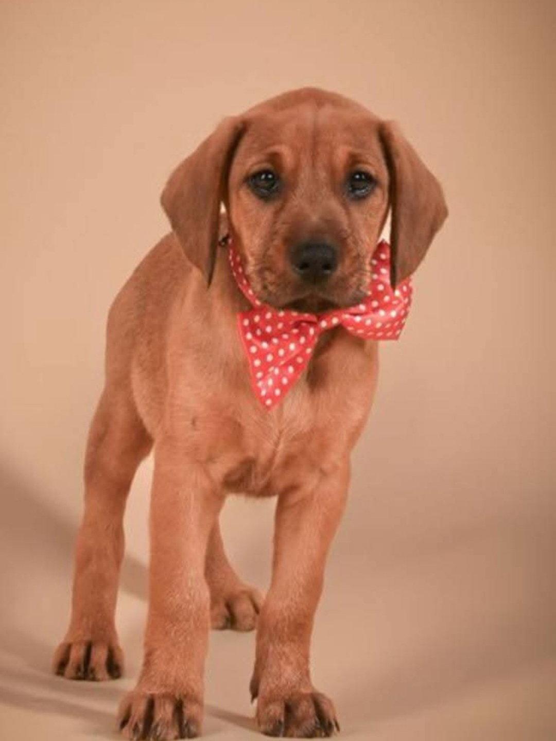 Enlarge Lindsey, a Adoptable Doberman Pinscher in Buffalo, MN image 2/3