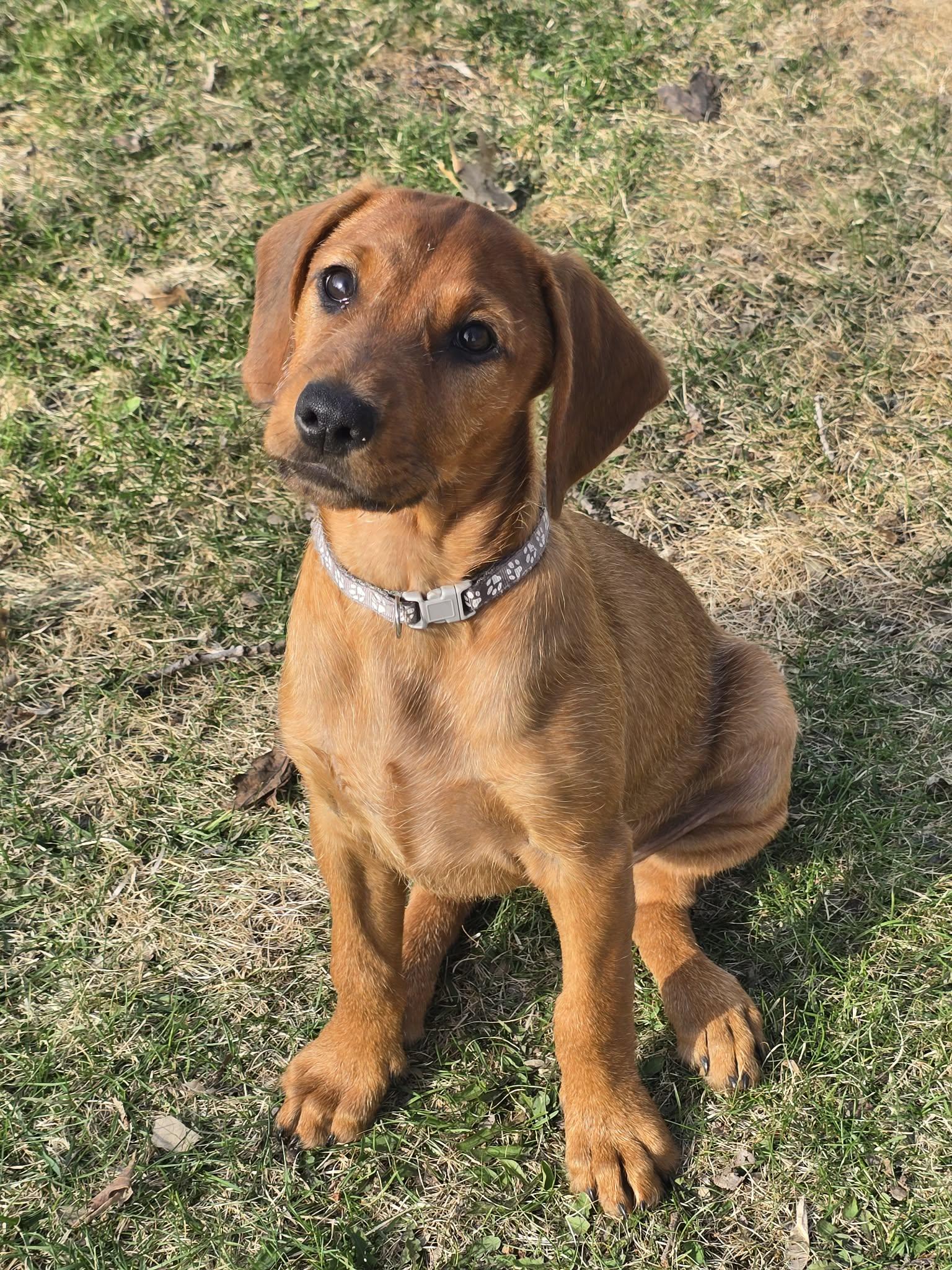 Enlarge Lindsey, a Adoptable mixed breed in Buffalo, MN image 2/3