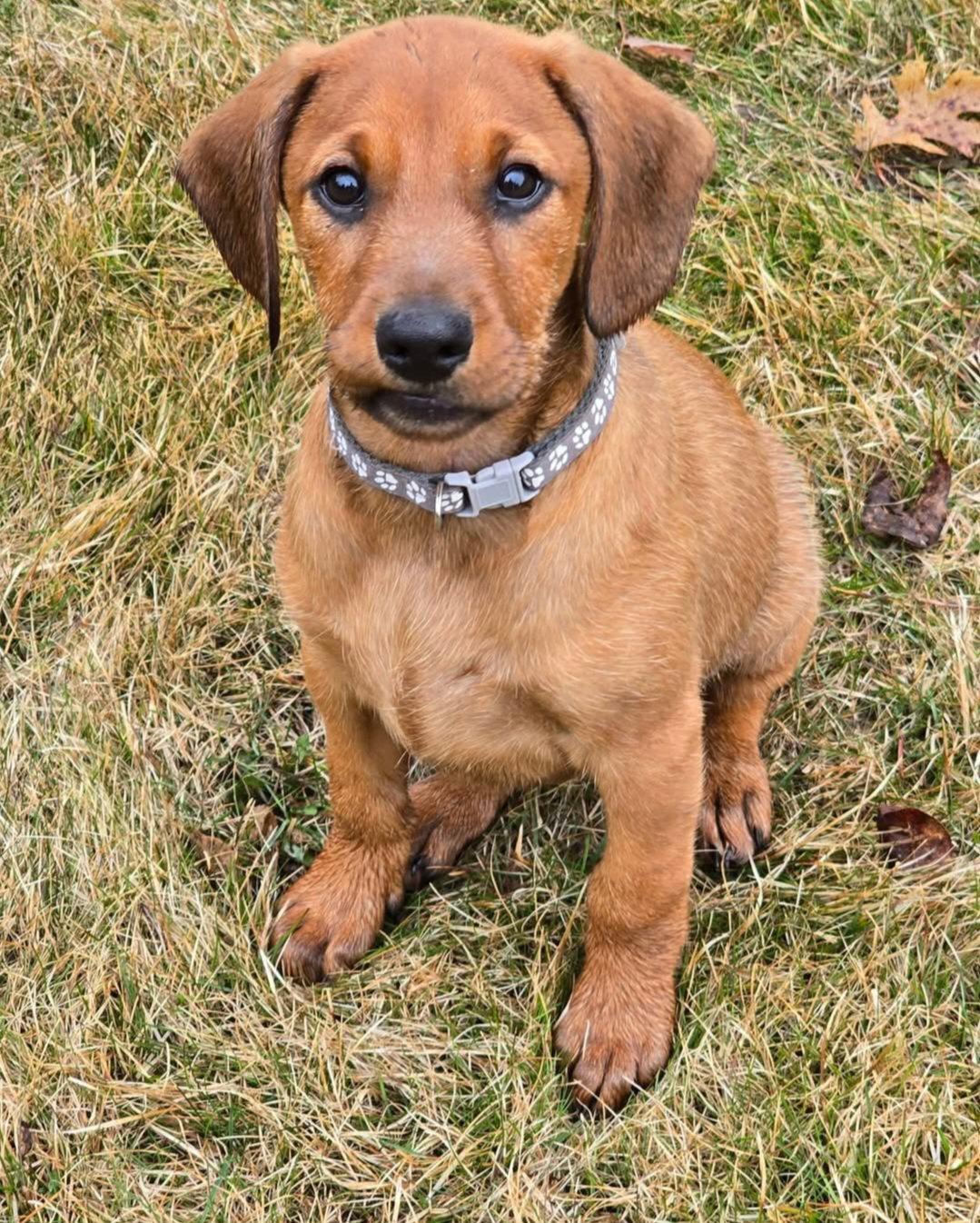 Enlarge Lindsey, a Adoptable Doberman Pinscher in Buffalo, MN image 3/3