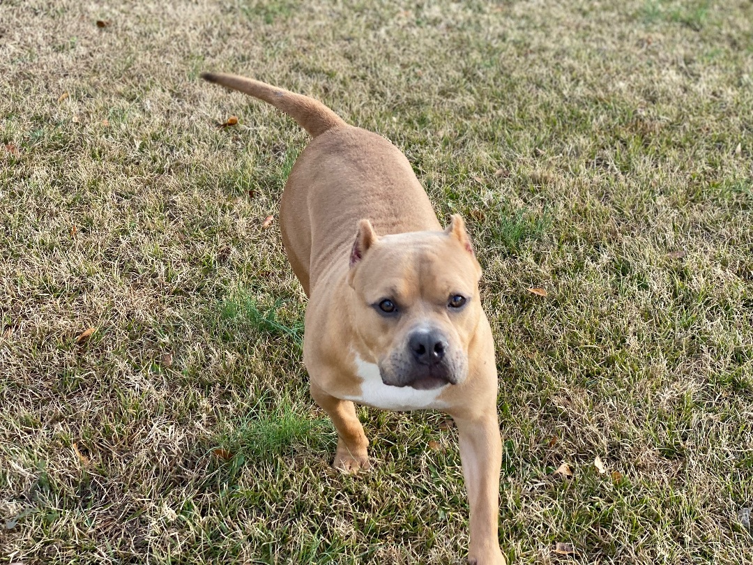 Mango