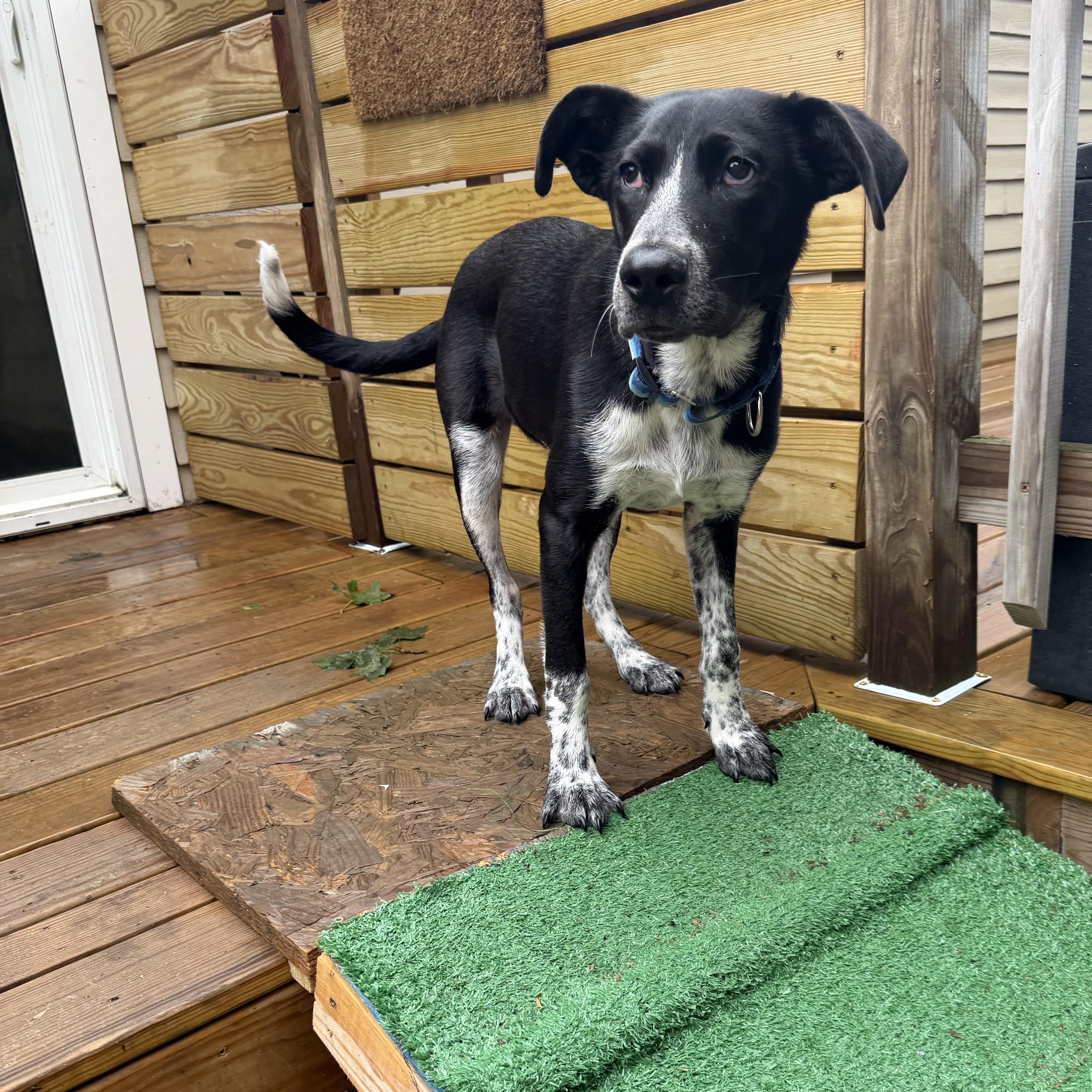 Enlarge DUCKY, an adopted mixed breed in Kennebunk , ME image 1/6