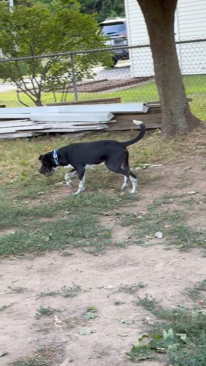 Enlarge DUCKY, an adopted mixed breed in Kennebunk , ME video 5/6