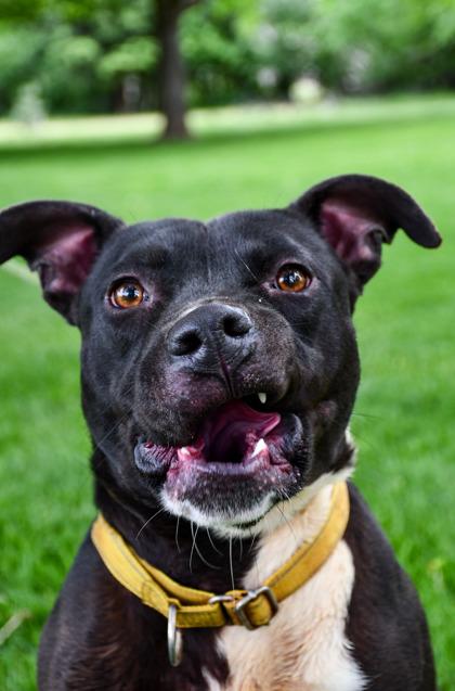 Enlarge Vegas, a Adoptable mixed breed in Yakima, WA image 1/3