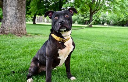 Vegas, Adoptable, Adult Male American Staffordshire Terrier & Staffordshire Bull Terrier.