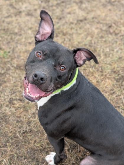 Enlarge Vegas, a Adoptable mixed breed in Yakima, WA image 1/3