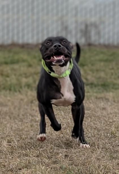 Enlarge Vegas, a Adoptable mixed breed in Yakima, WA image 2/3