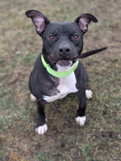 Enlarge Vegas, a Adoptable mixed breed in Yakima, WA image 3/3