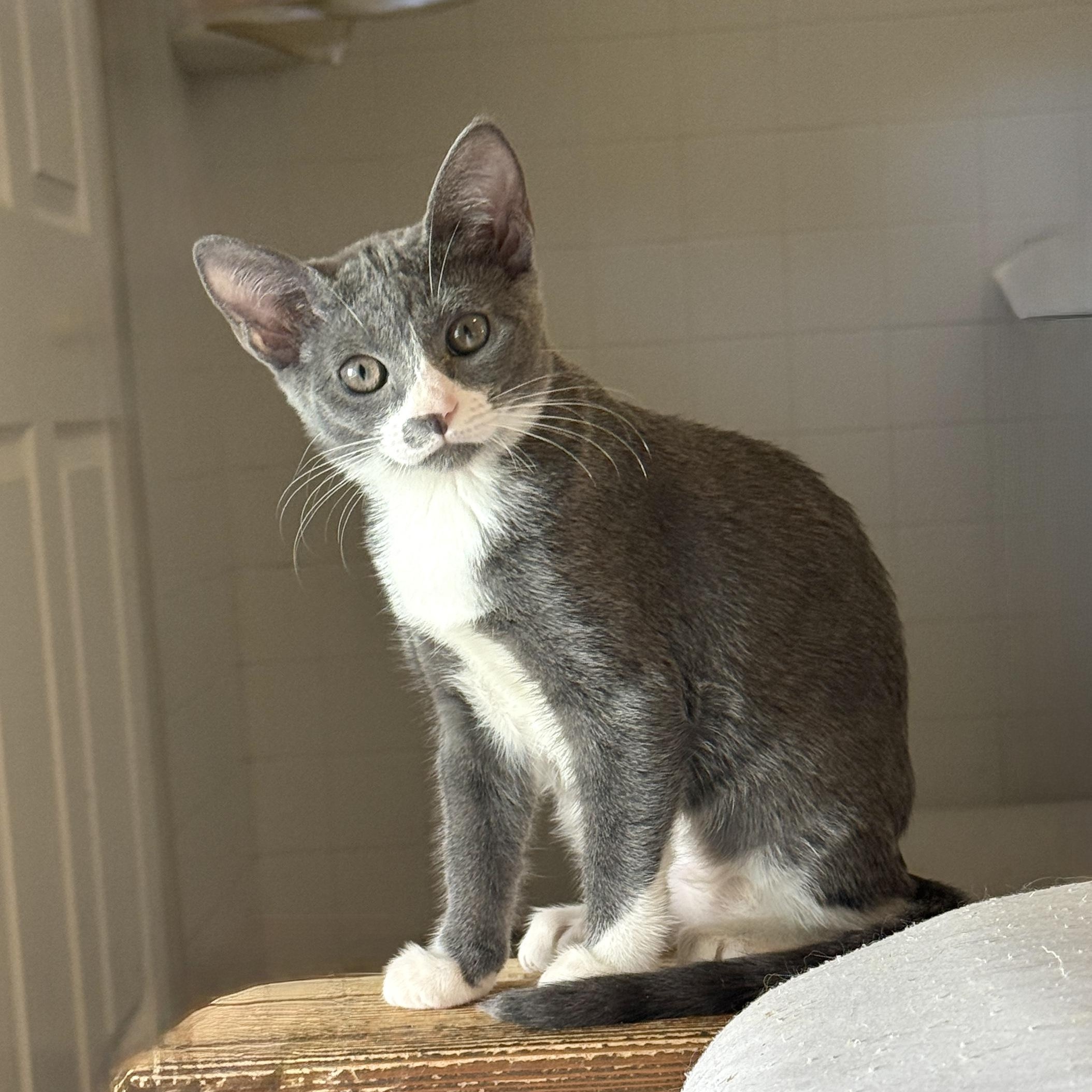 Tiana, Adoptable, Kitten Female Domestic Short Hair.