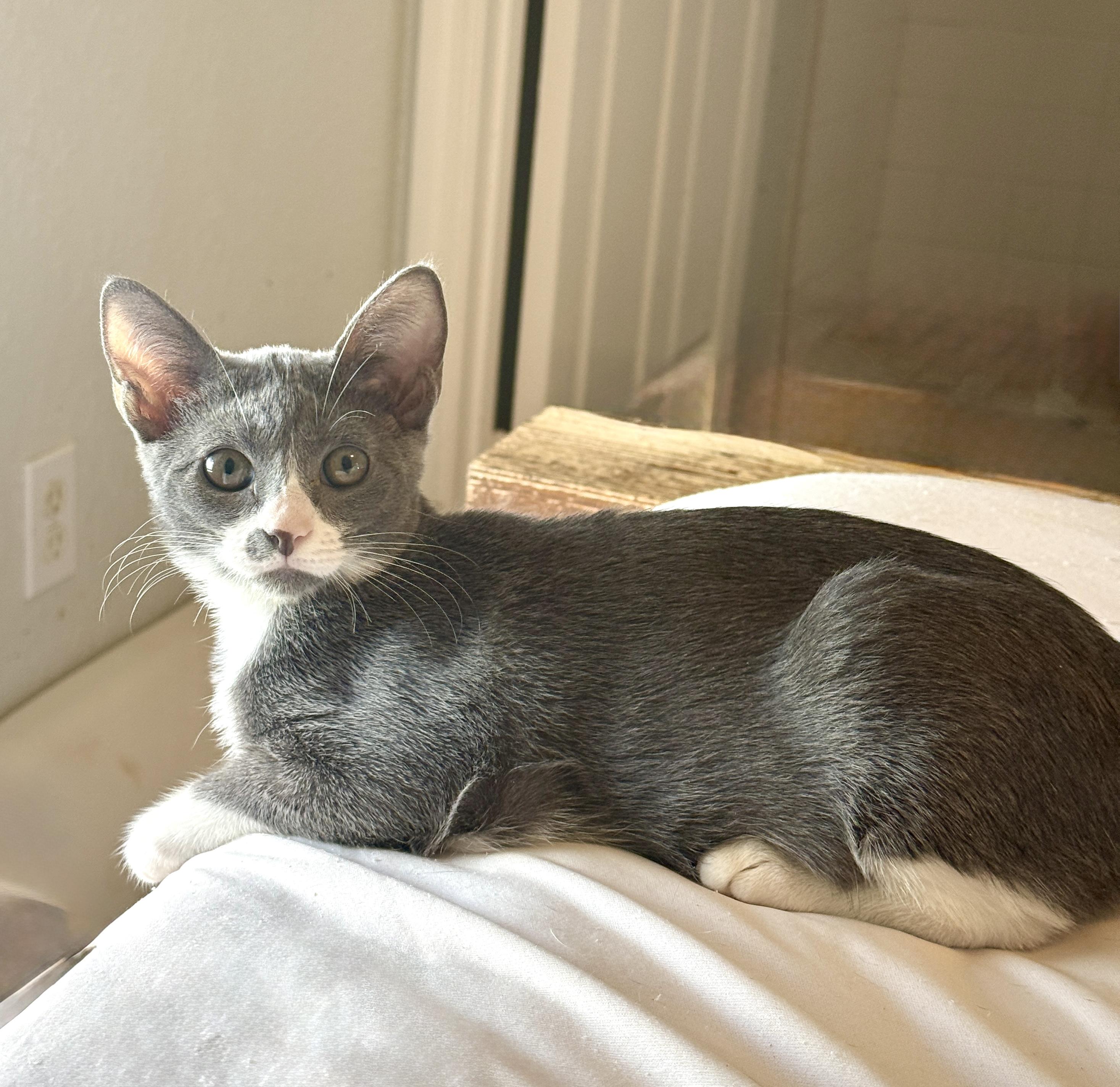 Enlarge Tiana, a Adoptable Domestic Short Hair in East Boston , MA image 3/3