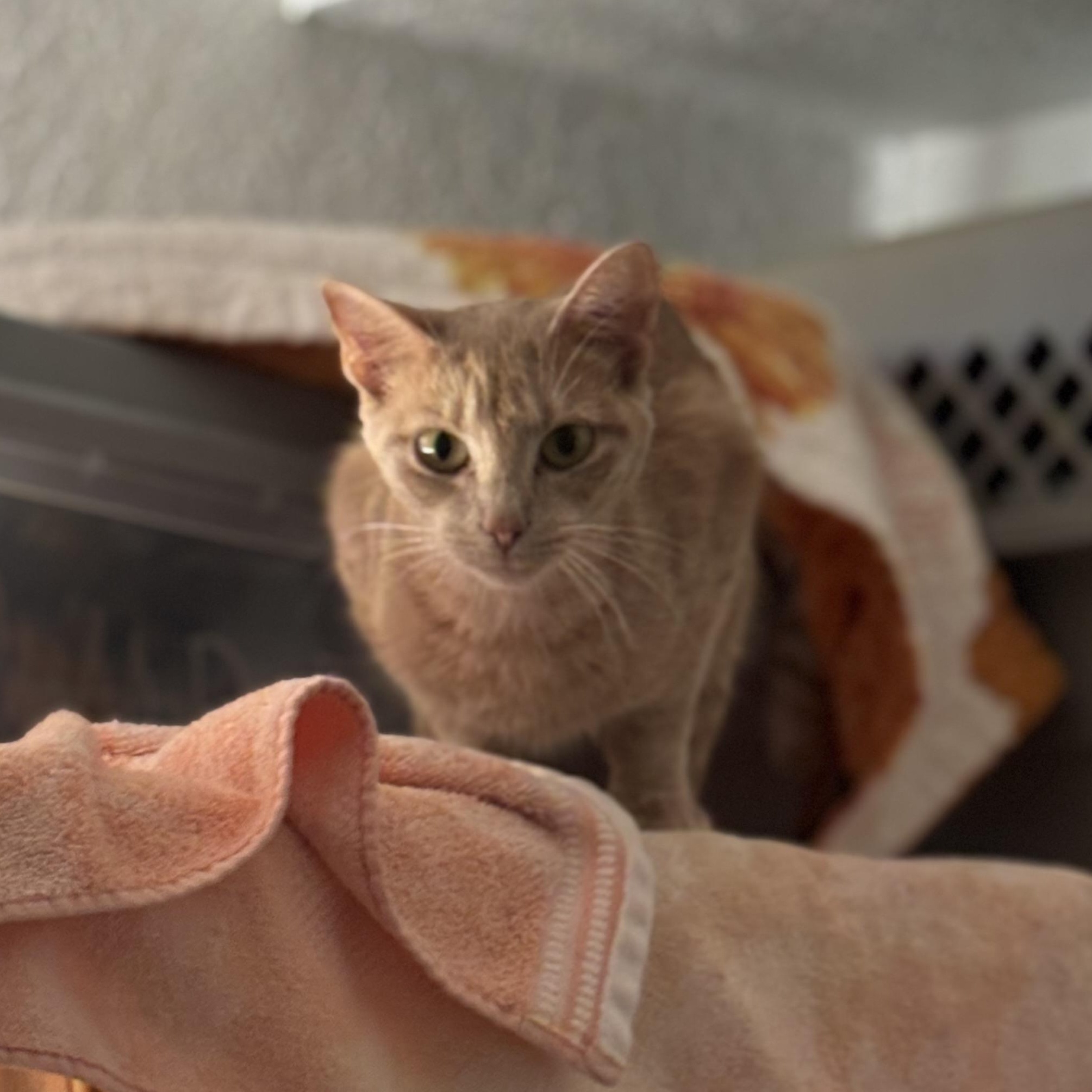 ME<ME & her baby PUMPKIN, Adoptable, Young Female Domestic Short Hair.