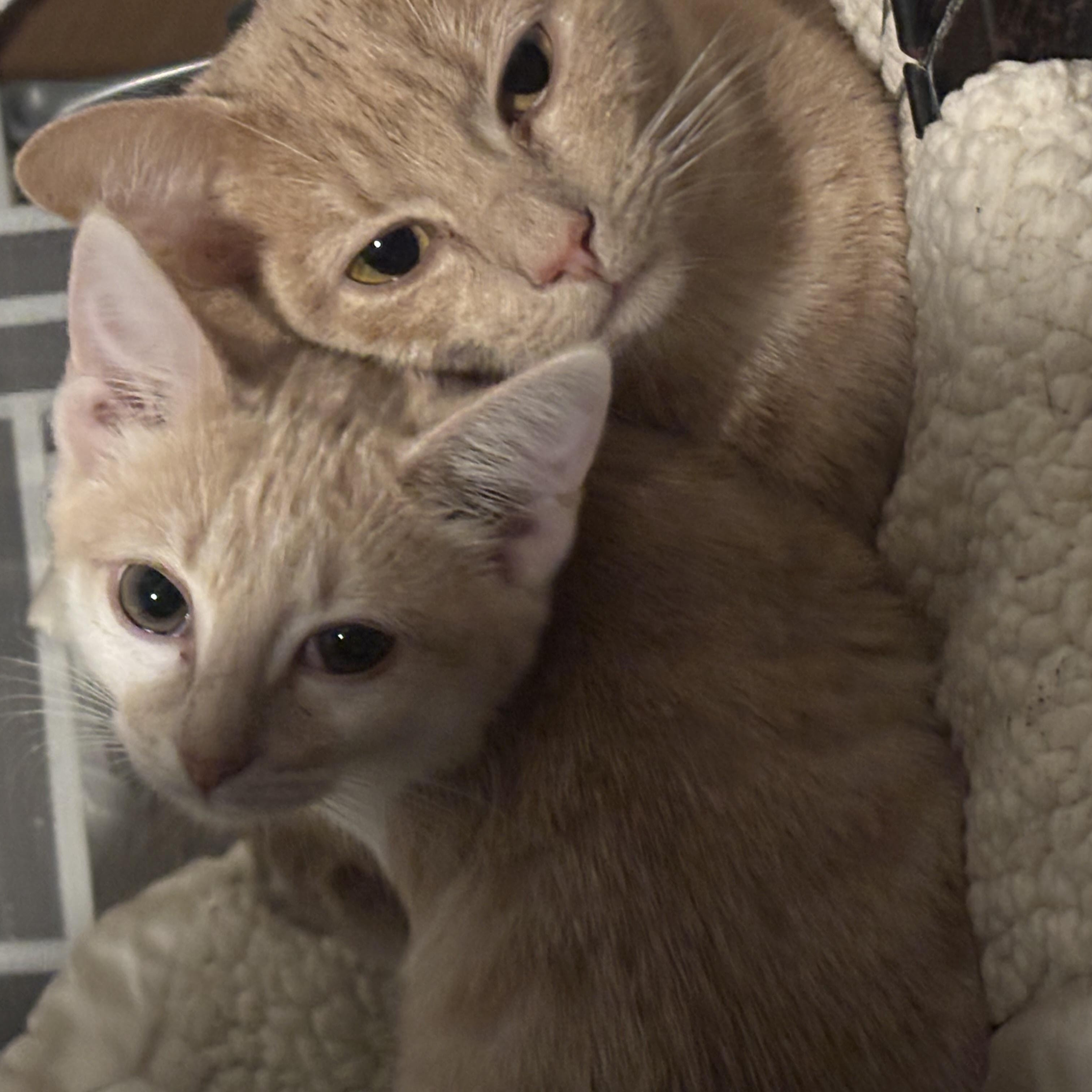 Enlarge ME<ME & her baby PUMPKIN, a Adoptable Domestic Short Hair in Pittsburgh, PA image 1/4