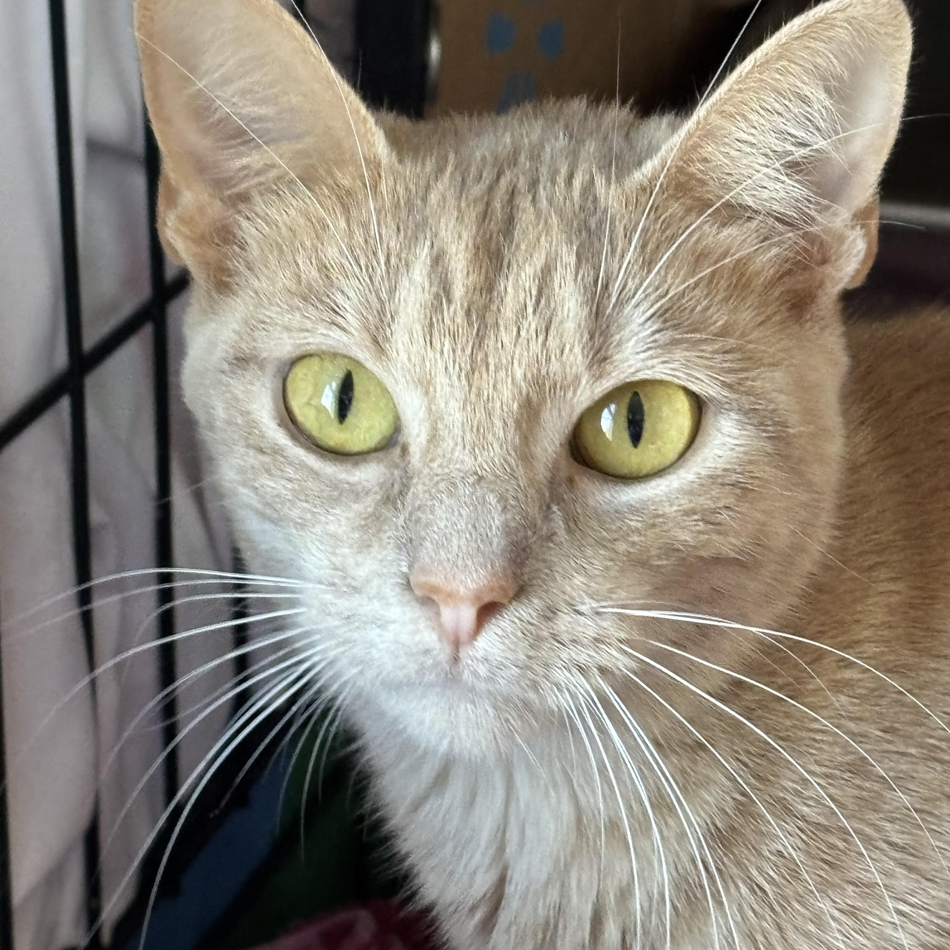 Enlarge ME<ME & her baby PUMPKIN, a Adoptable Domestic Short Hair in Pittsburgh, PA image 2/4