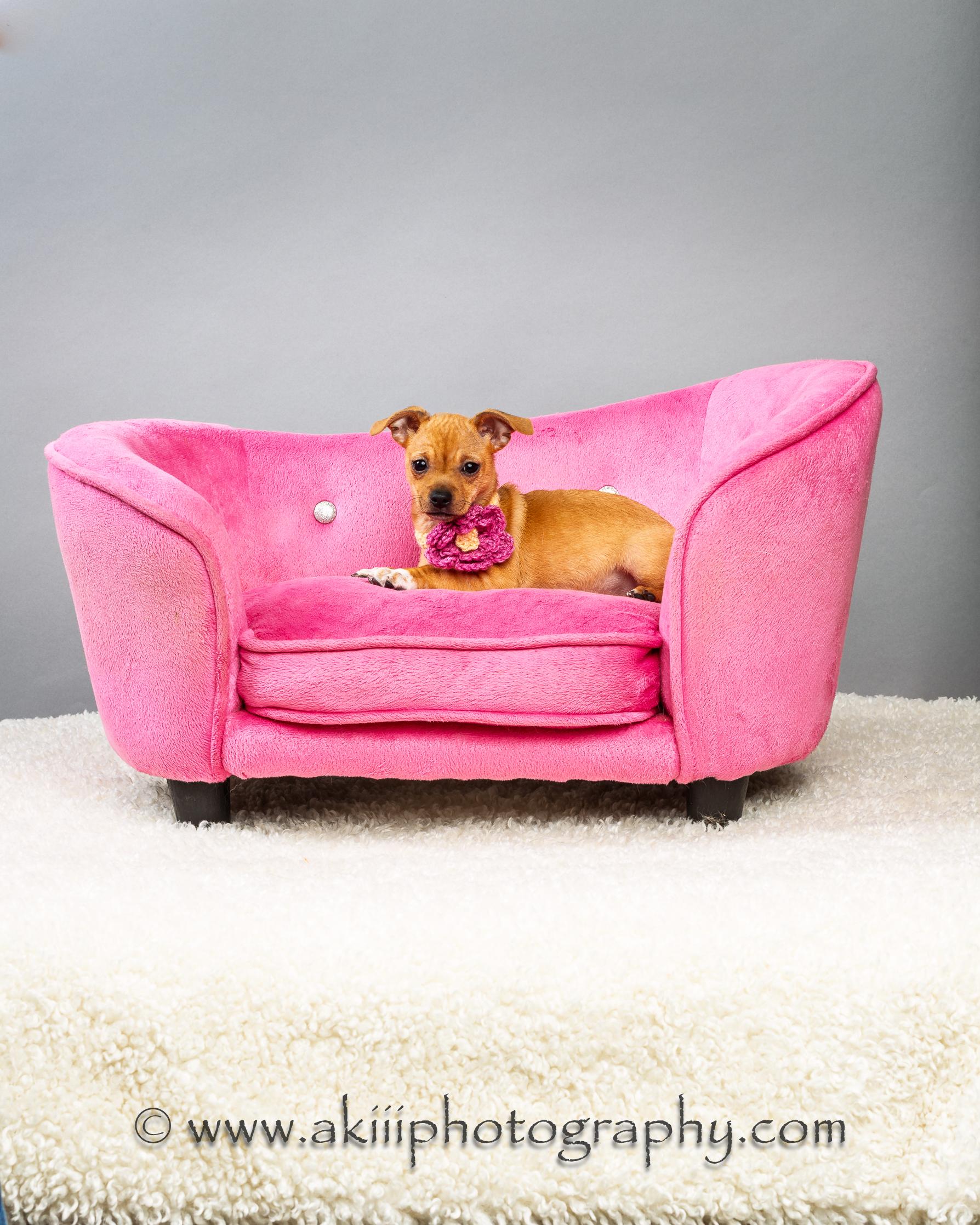 Enlarge Fern - Puppy , an adopted Chihuahua in Plano, TX image 4/6